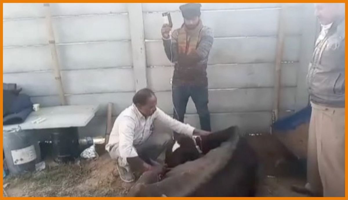 Cattle under the shelter roof