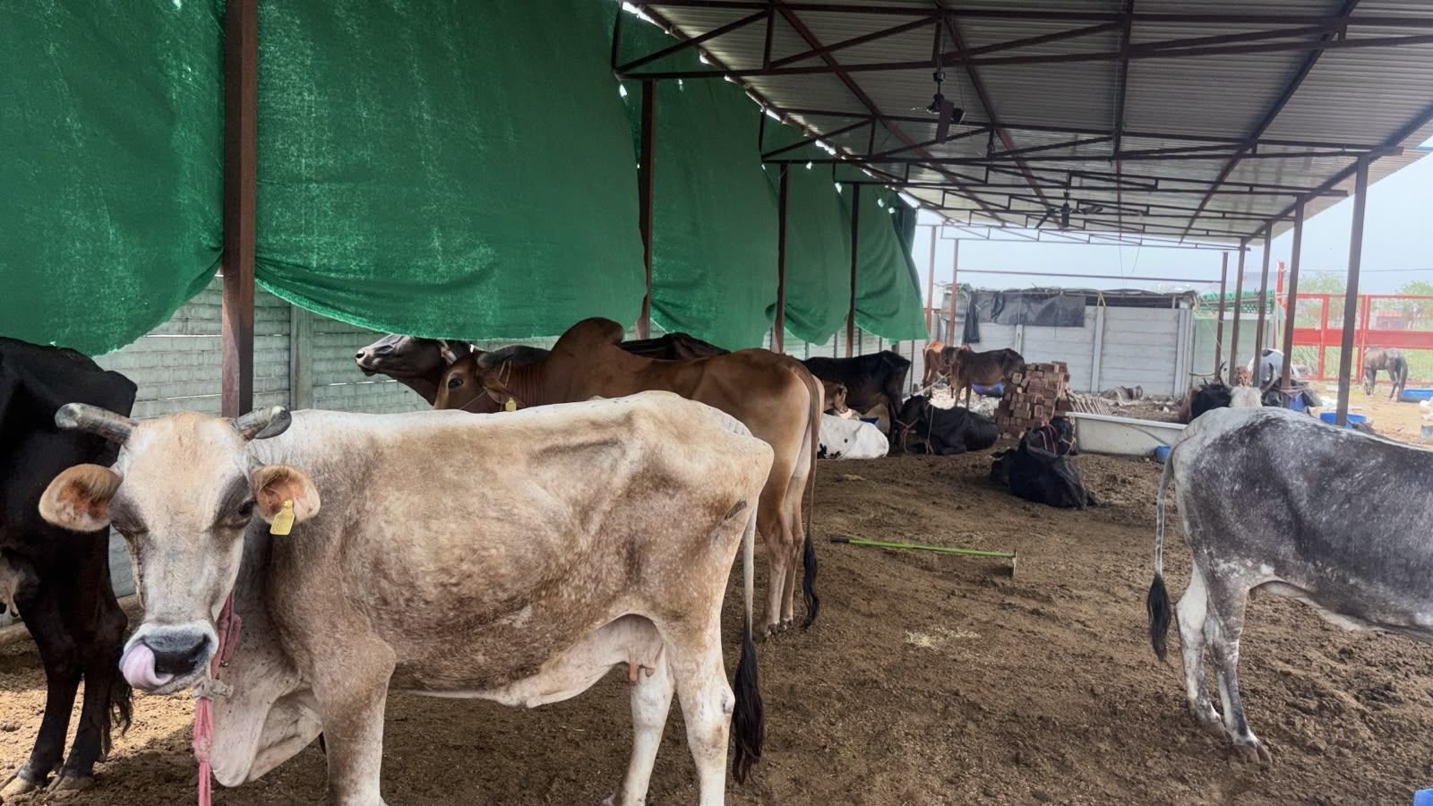 Cattle resting under the shaded shelter at the Gopala Satvik gaushala